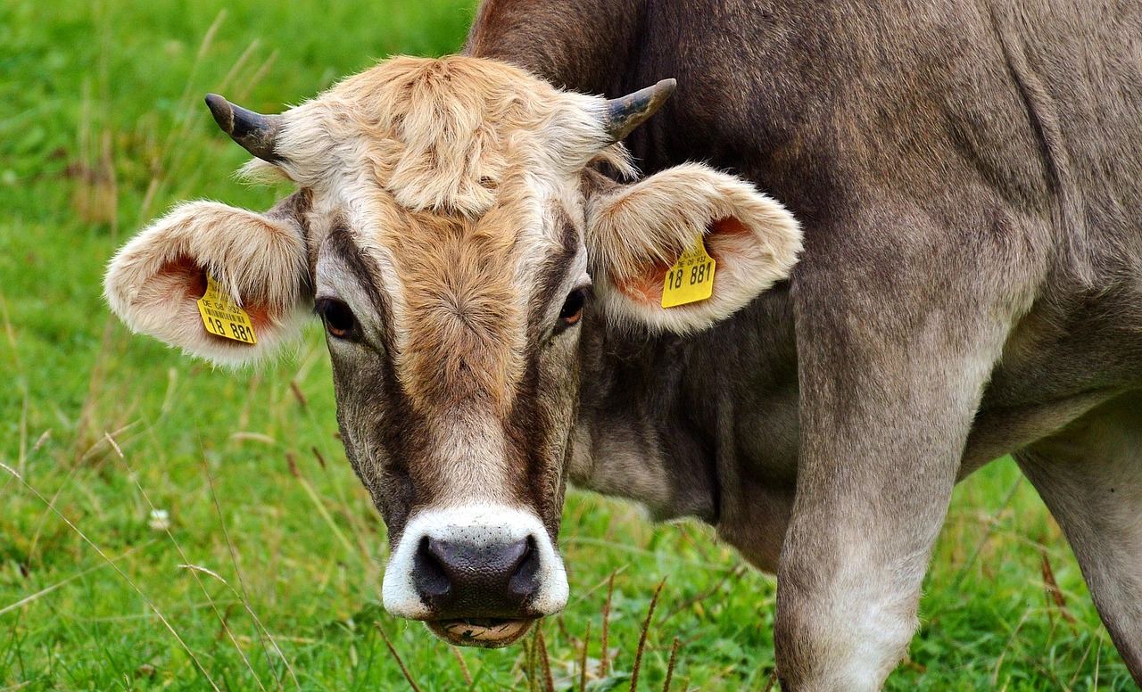 Tete de vache dans un pre vert