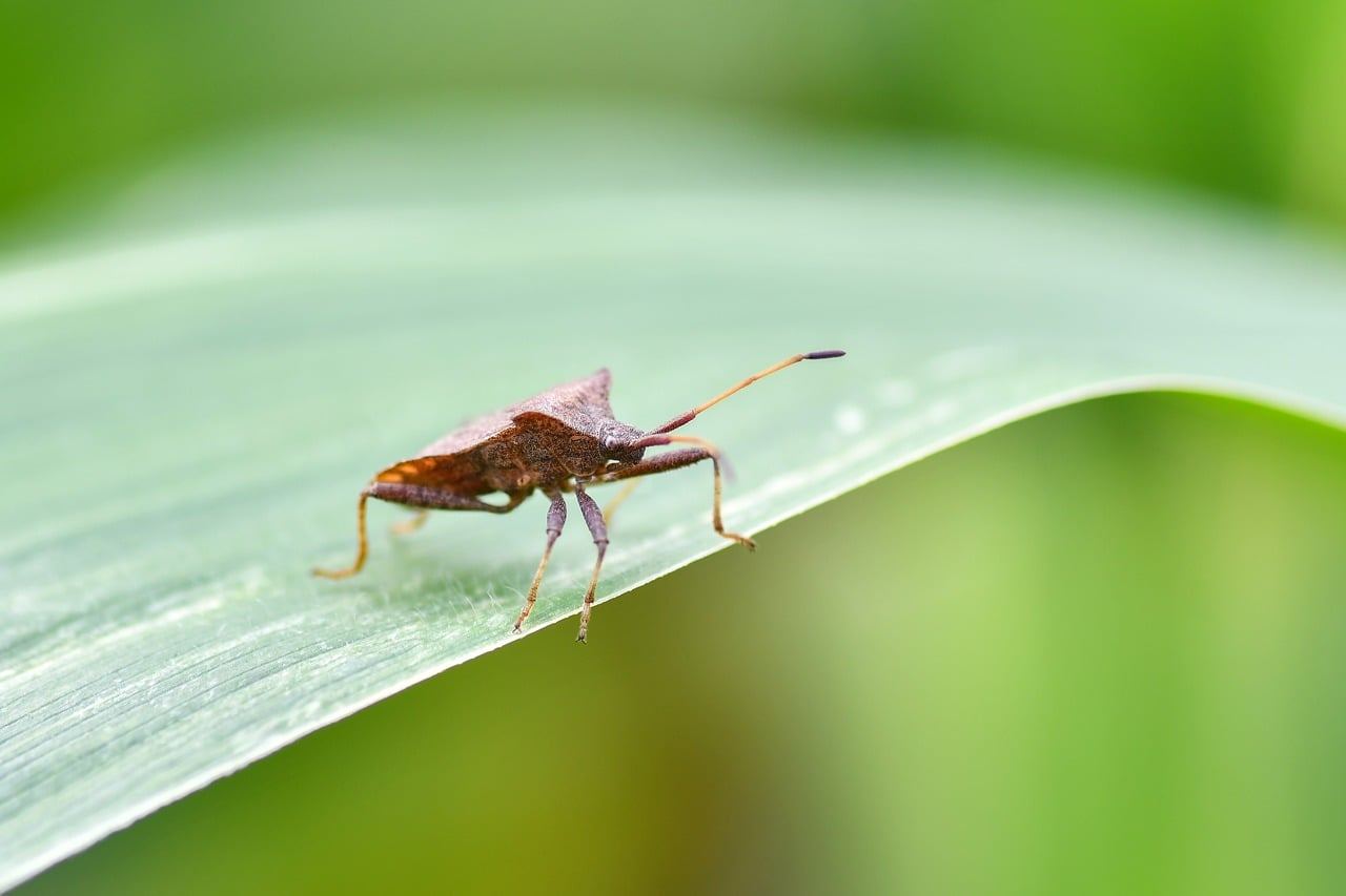 Punaise posee sur une feuille verte