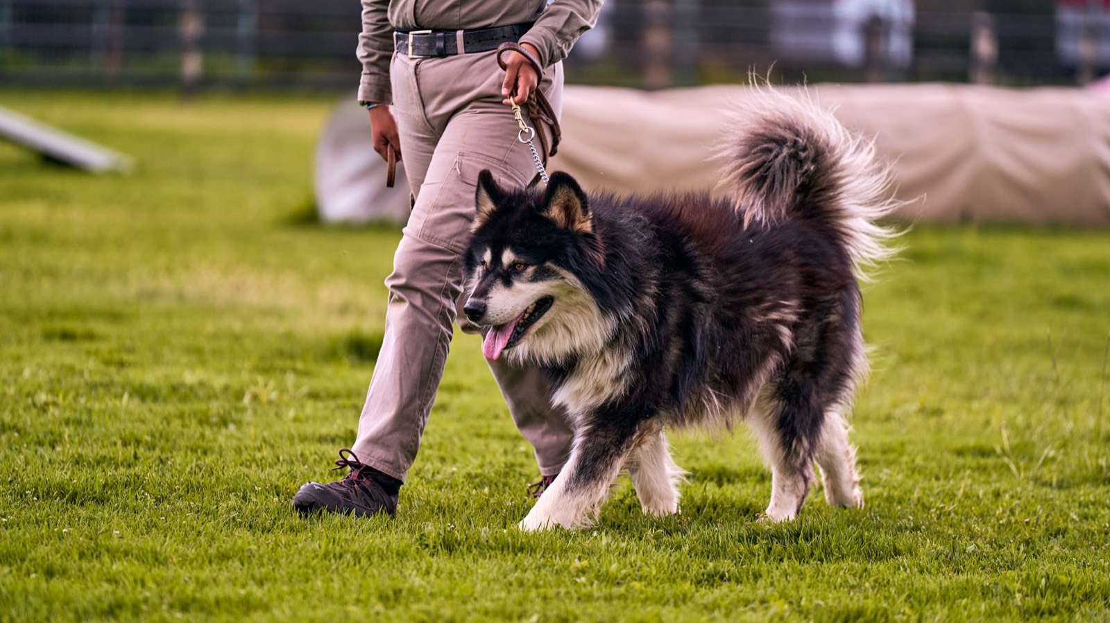 Un éducateur canin promène un grand chien en laisse en extérieur