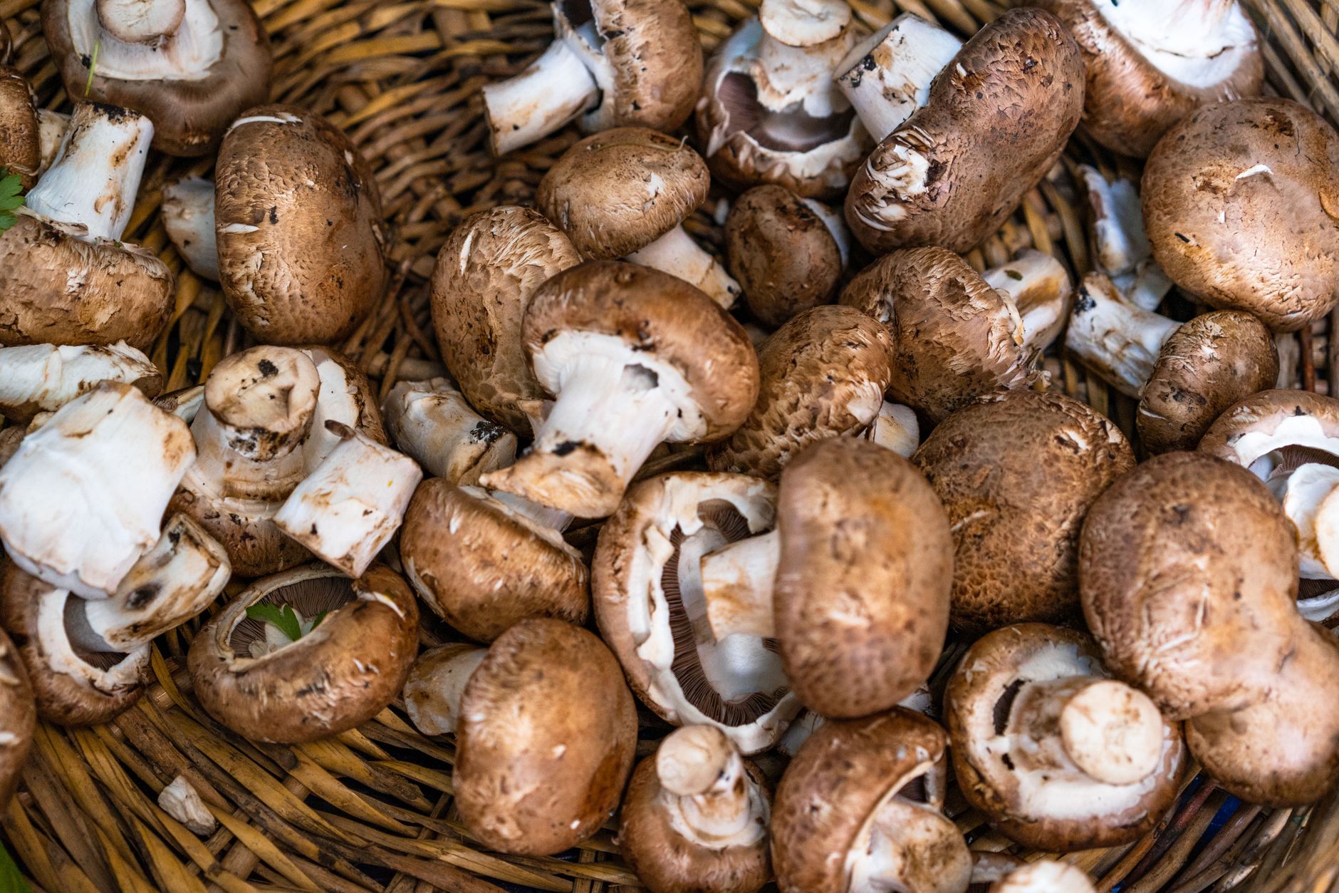 Pourquoi plus de 700 intoxications aux champignons en France cette saison ?